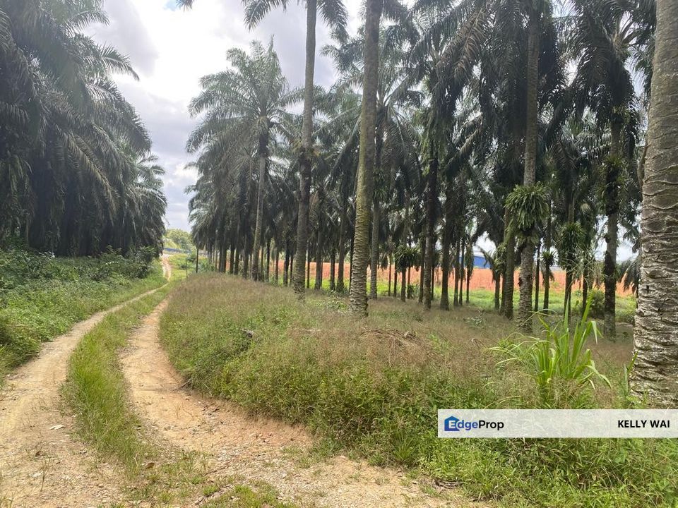 Johor @ Seelong 16.843 Acres Agricultural Land For Sale, Johor, Senai