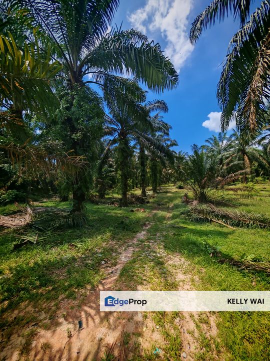 Johor @ Senai 5.3 Acres Agricultural Land For Sale, Johor, Kulai