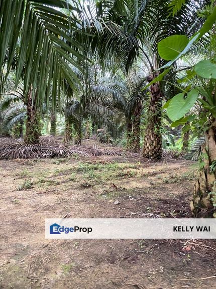 Sungai Tiram @ Plentong 30 Acres Agricultural Land For Sale , Johor, Johor Bahru