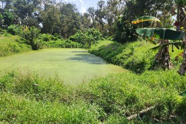 Mukim Ulu Benut @ Daerah Kluang 39 Acres Agricultural land For Sale