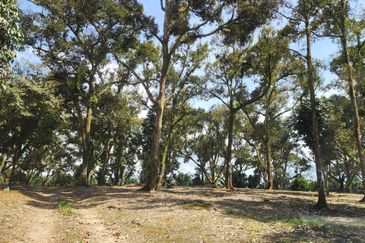 Mukim Ulu Benut @ Daerah Kluang 39 Acres Agricultural land For Sale