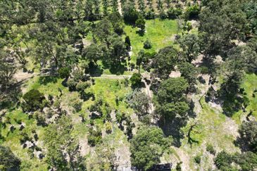 Mukim Ulu Benut @ Daerah Kluang 39 Acres Agricultural land For Sale