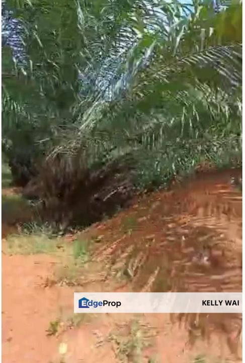 Johor @ Muar 491 Acres Agricultural Land For Sale, Johor, Muar