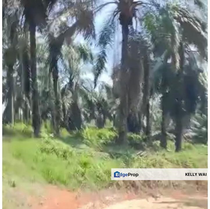 Johor @ Muar 491 Acres Agricultural Land For Sale, Johor, Muar