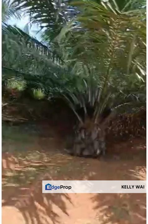 Johor @ Muar 491 Acres Agricultural Land For Sale, Johor, Muar