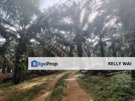 Sedenak @ Kulai 20 Acres Agricultural Land For Sale, Johor, Kulai