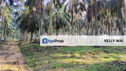 Negeri Sembilan @ Linggi 197 Acres Agricultural Land For Sale  , Negeri Sembilan, Port Dickson