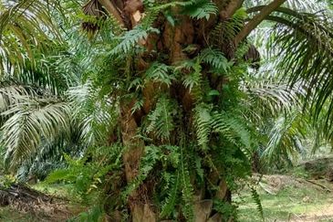 Negeri Sembilan @ Kota @ Rembau 125 Acres Agricultural Land For Sale