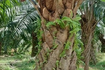 Negeri Sembilan @ Kota @ Rembau 125 Acres Agricultural Land For Sale