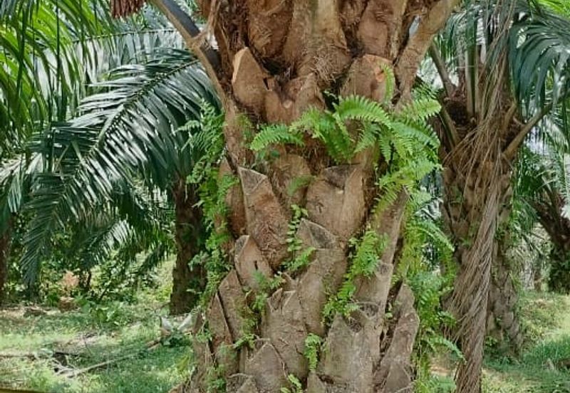 Negeri Sembilan @ Kota @ Rembau 125 Acres Agricultural Land For Sale