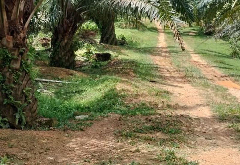 Negeri Sembilan @ Kota @ Rembau 125 Acres Agricultural Land For Sale