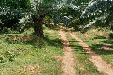 Negeri Sembilan @ Kota @ Rembau 125 Acres Agricultural Land For Sale