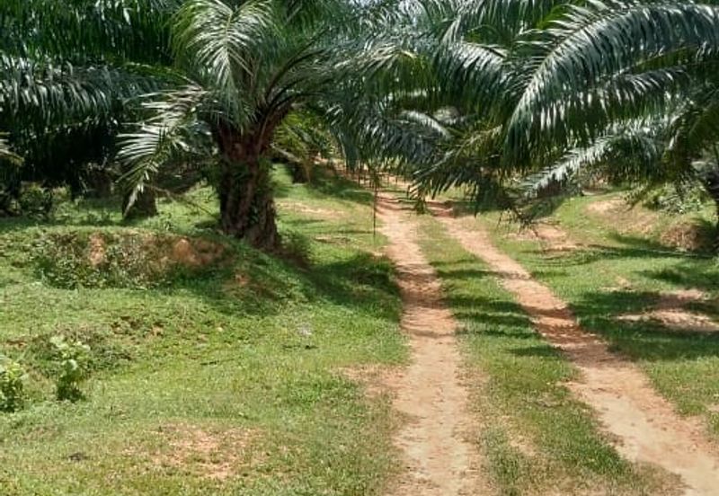 Negeri Sembilan @ Kota @ Rembau 125 Acres Agricultural Land For Sale