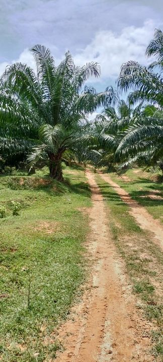 Negeri Sembilan @ Kota @ Rembau 125 Acres Agricultural Land For Sale, Negeri Sembilan, Rembau