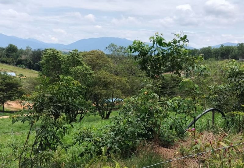 Negeri Sembilan @ Kota @ Rembau 125 Acres Agricultural Land For Sale