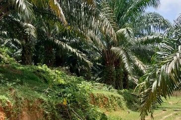 Negeri Sembilan @ Kota @ Rembau 125 Acres Agricultural Land For Sale