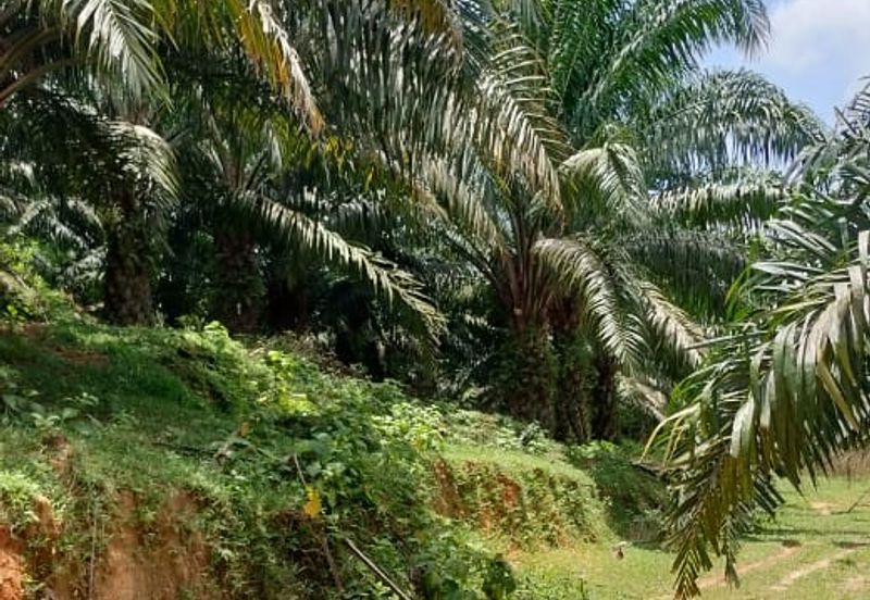 Negeri Sembilan @ Kota @ Rembau 125 Acres Agricultural Land For Sale