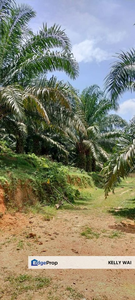 Negeri Sembilan @ Kota @ Rembau 125 Acres Agricultural Land For Sale, Negeri Sembilan, Rembau