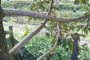 Negeri Sembilan @ Rembau 62 Acres Agricultural Land For Sale