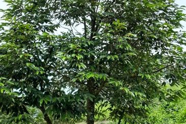 Negeri Sembilan @ Rembau 62 Acres Agricultural Land For Sale