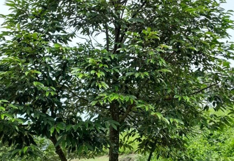 Negeri Sembilan @ Rembau 62 Acres Agricultural Land For Sale