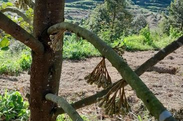 Negeri Sembilan @ Rembau 62 Acres Agricultural Land For Sale