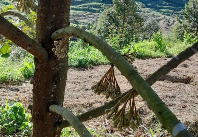 Negeri Sembilan @ Rembau 62 Acres Agricultural Land For Sale