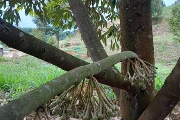 Negeri Sembilan @ Rembau 62 Acres Agricultural Land For Sale