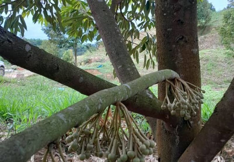 Negeri Sembilan @ Rembau 62 Acres Agricultural Land For Sale