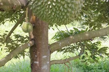 Negeri Sembilan @ Rembau 62 Acres Agricultural Land For Sale