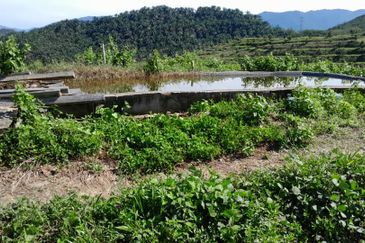 Negeri Sembilan @ Rembau 62 Acres Agricultural Land For Sale