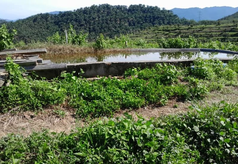 Negeri Sembilan @ Rembau 62 Acres Agricultural Land For Sale