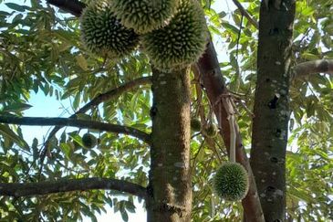 Negeri Sembilan @ Rembau 62 Acres Agricultural Land For Sale