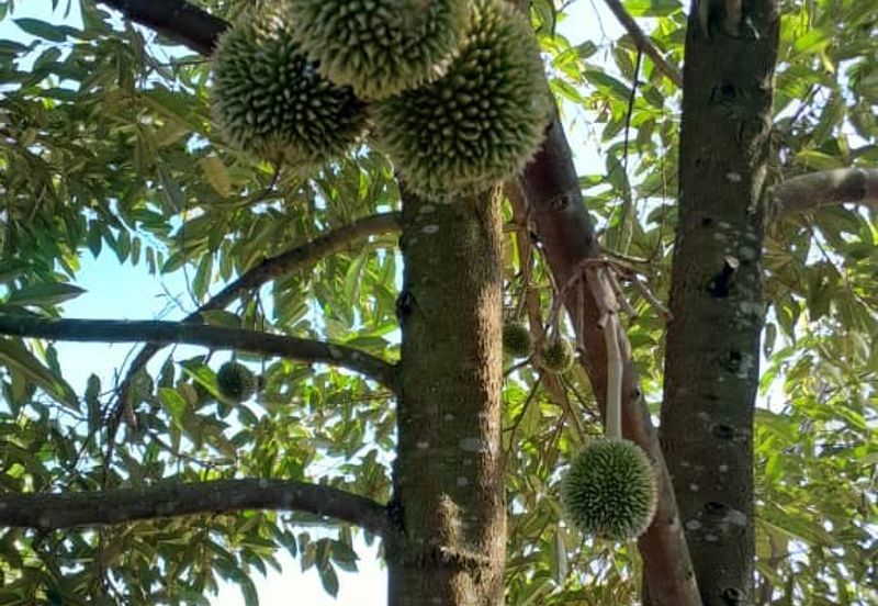 Negeri Sembilan @ Rembau 62 Acres Agricultural Land For Sale