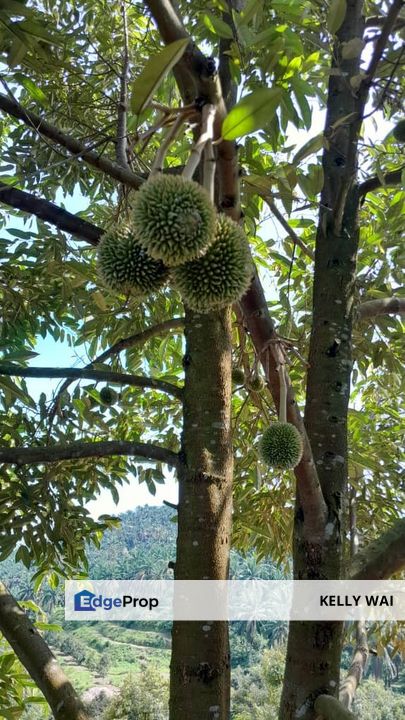 Negeri Sembilan @ Rembau 62 Acres Agricultural Land For Sale, Negeri Sembilan, Rembau