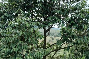 Negeri Sembilan @ Rembau 62 Acres Agricultural Land For Sale