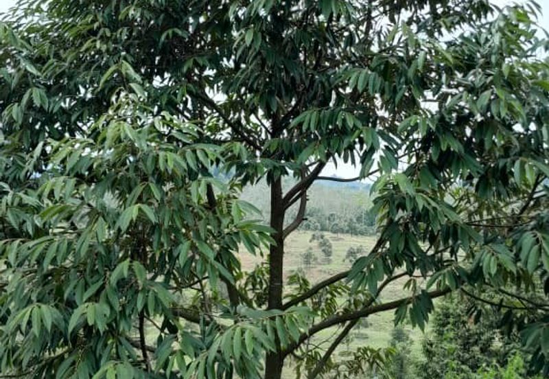 Negeri Sembilan @ Rembau 62 Acres Agricultural Land For Sale