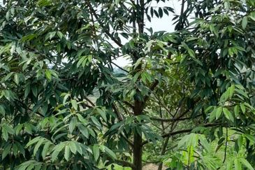 Negeri Sembilan @ Rembau 62 Acres Agricultural Land For Sale