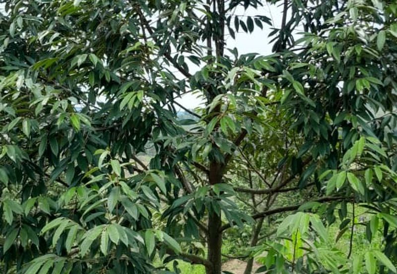 Negeri Sembilan @ Rembau 62 Acres Agricultural Land For Sale