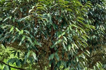 Negeri Sembilan @ Rembau 62 Acres Agricultural Land For Sale