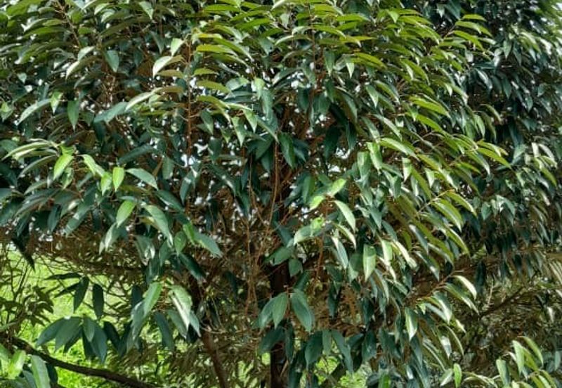 Negeri Sembilan @ Rembau 62 Acres Agricultural Land For Sale