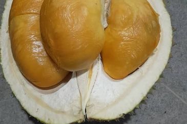 Negeri Sembilan @ Rembau 62 Acres Agricultural Land For Sale