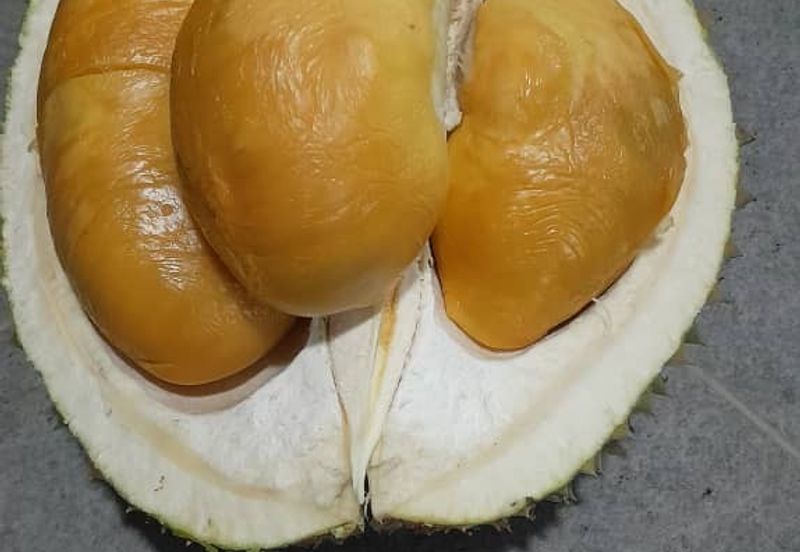 Negeri Sembilan @ Rembau 62 Acres Agricultural Land For Sale