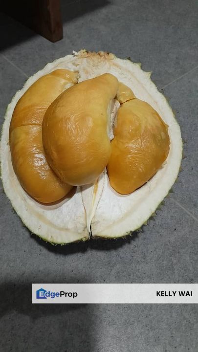 Negeri Sembilan @ Rembau 62 Acres Agricultural Land For Sale, Negeri Sembilan, Rembau