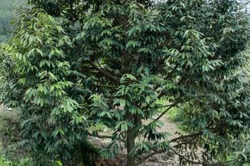 Negeri Sembilan @ Rembau 62 Acres Agricultural Land For Sale