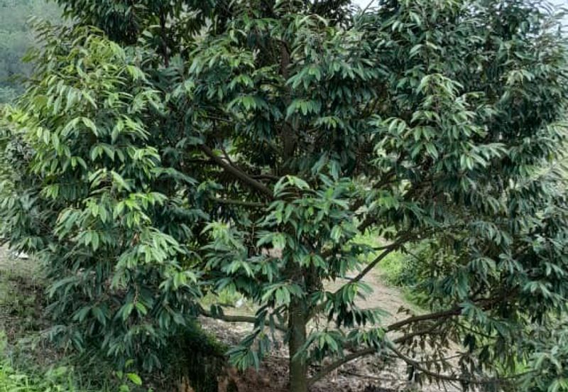 Negeri Sembilan @ Rembau 62 Acres Agricultural Land For Sale