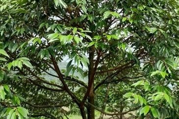 Negeri Sembilan @ Rembau 62 Acres Agricultural Land For Sale