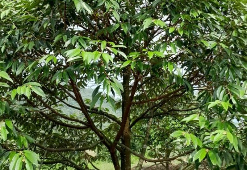 Negeri Sembilan @ Rembau 62 Acres Agricultural Land For Sale