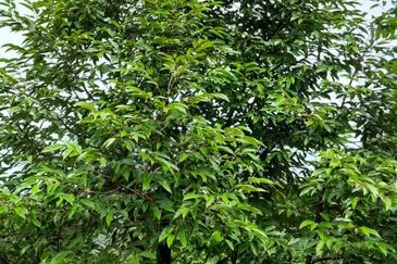 Negeri Sembilan @ Rembau 62 Acres Agricultural Land For Sale