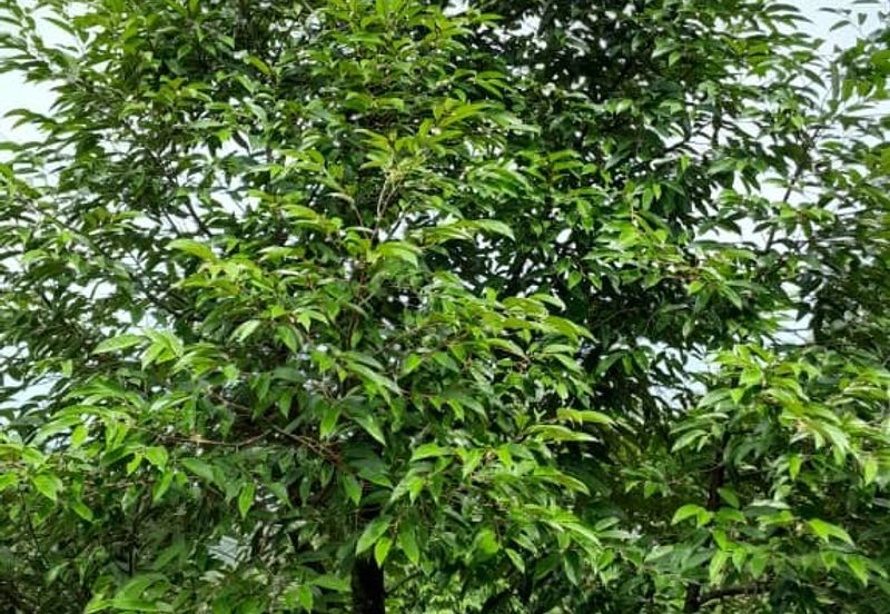 Negeri Sembilan @ Rembau 62 Acres Agricultural Land For Sale